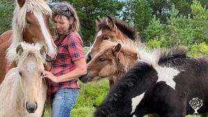 Heste gård med avl. Ammekyrbestning etter økologiske prinsipper.