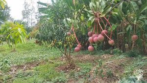 Organic farming systems incorporated fruits and vegetables, beekeeping , poultry and animals.
