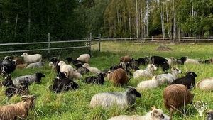 Sheep (old norse breed) and horses