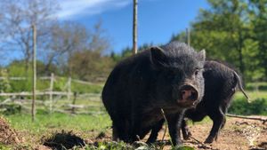 Création de paysages comestibles - forêt-jardin et légumes vivaces