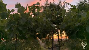 Homestead. Smallholding, Fruit tree Orchard