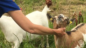 Unsere Zwergziegen schützen die Hühner vor dem Habicht