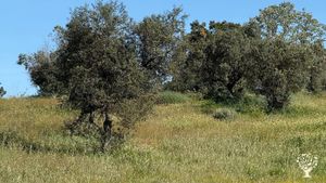 Overgrown olive grove where the trees urgently need pruning.