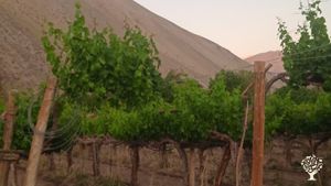 Vineyard, Family farm