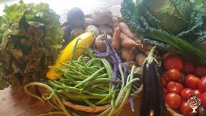 Kleine Gemüse-Solawi im Landkreis Gifhorn, Market Garden