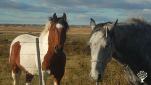 Vegetable little farm with horses