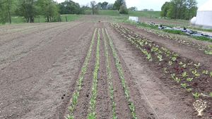 A year-round diversified farm with 2 acres of market gardens and 900 acres rotational animal grazing