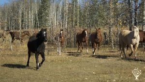 Horse Ranch, Animal Rescue, Nonprofit