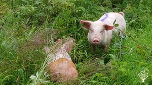 Self-sufficient organic family farm