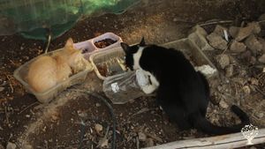 Photo of the cats eating, taken by a volunteer 