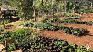 Produção de Mudas orgânicas