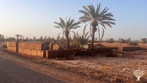 Our mission is to combat desertification and rejuvenate our oasis through sustainable farming