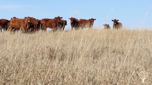 Hosting For Sept, Oct & Nov. Family Farm. Cattle + hens + pigs