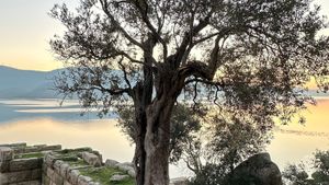 Organik  zeytinyağ üretimi ,sağlıklı yaşam konaklama, sağlıklı beslenme, sürdürülebilir yaşam