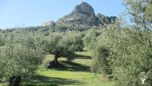 Huerta de 4000 m2 de autoconsumo y olivar de secano de 2,3 has