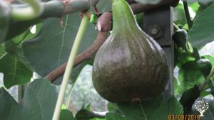 Smallholding including orchard and gardens