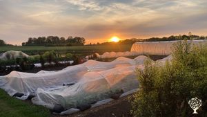 Sonnenuntergang im Gemüseacker