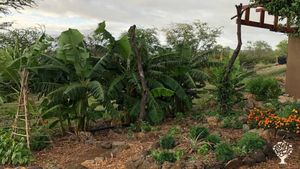 10 acre farm and fruit orchard on the south side of Maui Hawaii