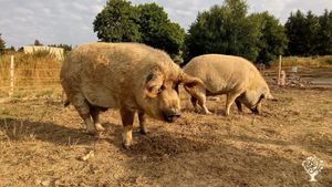 The Home of Vegan Self Sufficiency