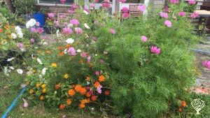 Cosmos and marigolds 