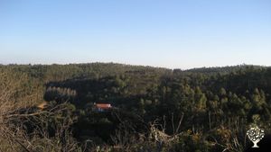 Homestead