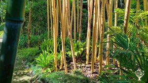 Botanical Garden and Nursery with a worldwide collection of Bamboo, Grasses & Hardy Exotics