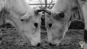 Fattoria non professionale, Allevamento bovini, Allevamento di bestiame, Frutteto, Azienda agricola