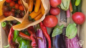 Ferme bio maraîchage diversifié
