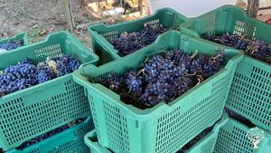 Azienda agricola biologica con produzione di ortaggi, vino, olio, uova e miele!