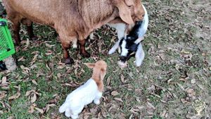 Some of our goats!