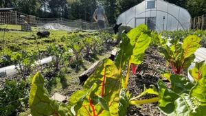 Holistic Wellness, Whole-Diet, and Medicinal Herb Farm. Sustainable building projects.