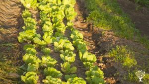 Espaço de Agroecologia, Cultura e Arte e Turismo