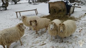 Gemeinschaftshof. WG-Hof mit Gemüsebau, Legehennenhaltung.