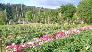 Petite ferme de polyculture-élevage en Ardenne, paniers de légumes et transmission de savoirs
