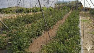 Pequeña granja de verduras ecológicas con animales