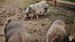 Sustainable eco glamping with rescue animals and permaculture garden