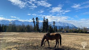 Small scale farm, dairy, horses, garden and chickens in the Kluane Mountain range