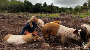 Johanna doing the daily cuddle round with the pigs
