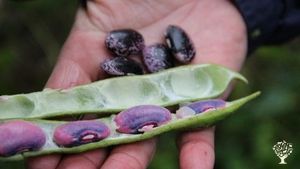 Saatgutvermehrung historischer Sorten und Gartenraritäten -Seed propagation of garden varieties