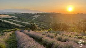 Family home and garden - rural, Flower Garden Farm, Orchard, Olive trees