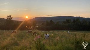 One of the meadows with our cattle with the lake in the background