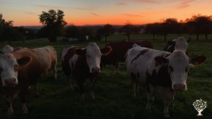 Garden - rural, Livestock Farm, Orchard, Mixed Farm, Farm, Woodlot, Family farm, Kühe