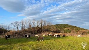 <JJ123>작은말들과 함께 가꾸는 퍼머컬쳐 재생농업 농장 / A Permaculture Regenerative Farm Cultivated with Small Horses