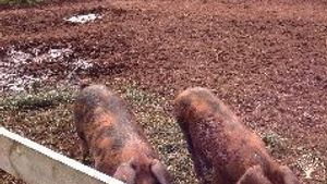 Smallholding