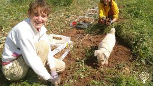 Vegetable farm with draft horses, small community, CSA