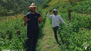 Huerta familiar dónde producimos bayas y verduras libre de pesticidas.