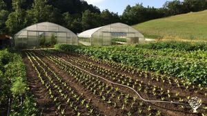 Orto commerciale, Frutteto, Fattoria di famiglia