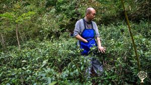 <JN111>지리산 자락의 녹색 물결, 차밭 /The Green Waves of Jirisan Foothills, Tea Plantation