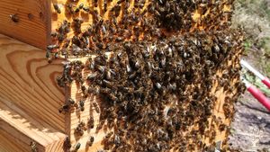 Ânes, abeilles, plantes et autonomie