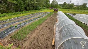 Small-scale crop production with care for nature and animals.